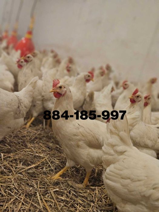 Młode nioski odchowane Tintet Sendi Leghorn z jajkiem