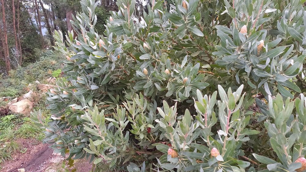 Vendo flores de protea
