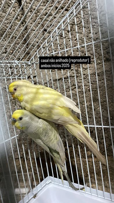 Periquitos (poupas, hagoromos, normais)