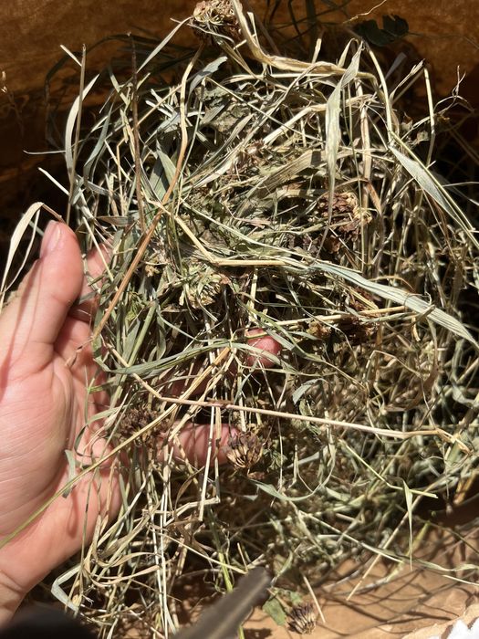 Siano z koniczyna dla krolikow i gryzoni