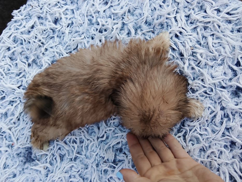 Maleńka dziewczynka Shih tzu  8 tyg szuka domu
