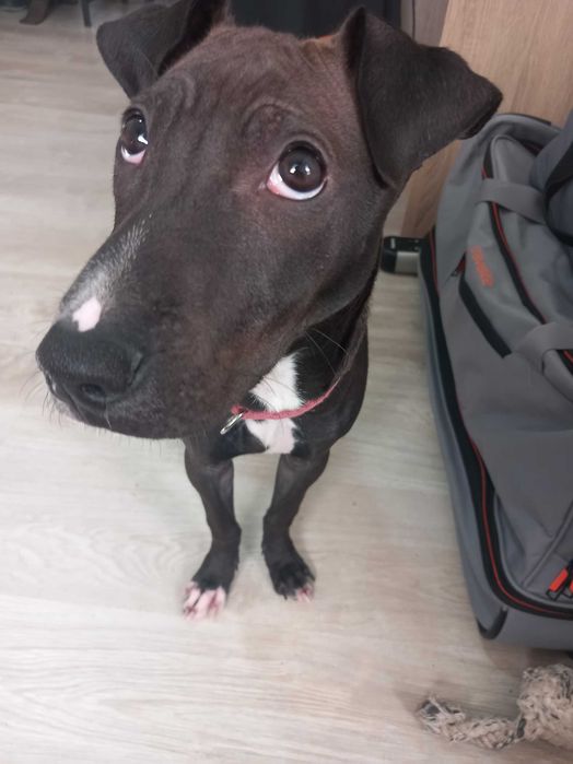 Cadela xPitbull para adoção