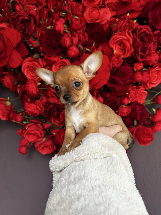 Шикарна ізабеллова міні крихітка чіхуахуа найкращий подарунок