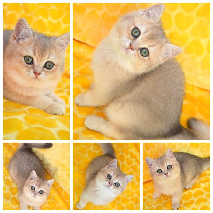 Британська голуба шиншила котята