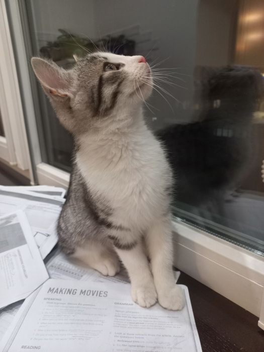 Подарую кошеня в добрі руки