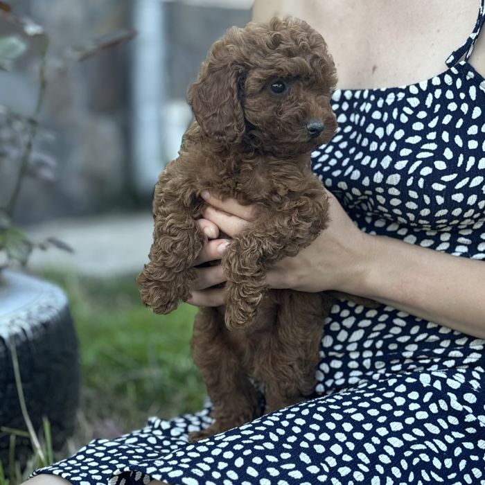 Red Braun хлопчики шоу классу