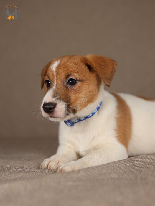 Jack Russell Terrier ZKwP FCI piękna, spokojny piesek