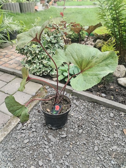 Бузульник,язичник зубчастий Garden Confetti