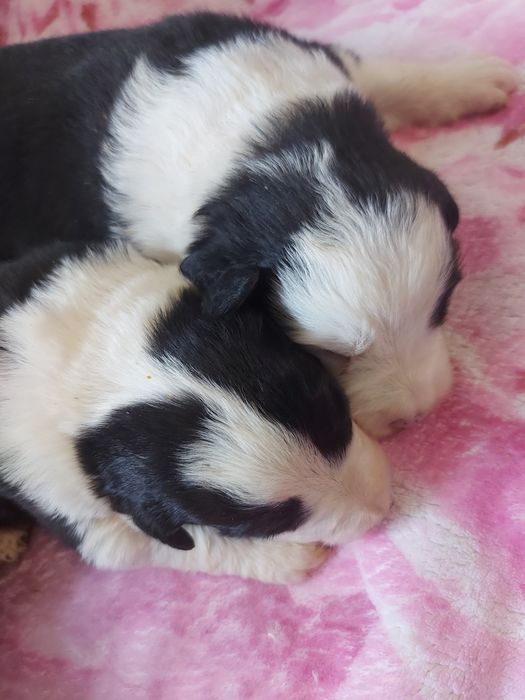 Border Collie suczka z badaniami I wyprawką.