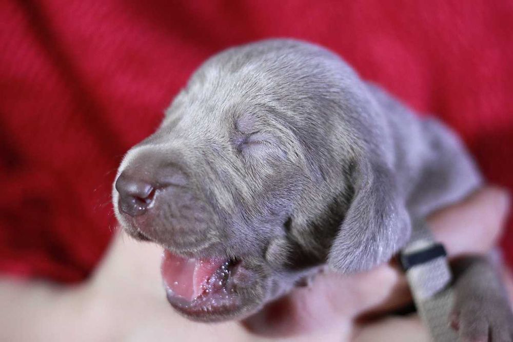 Wyżeł weimarski krótkowłosy hodowla ZKwP/FCI