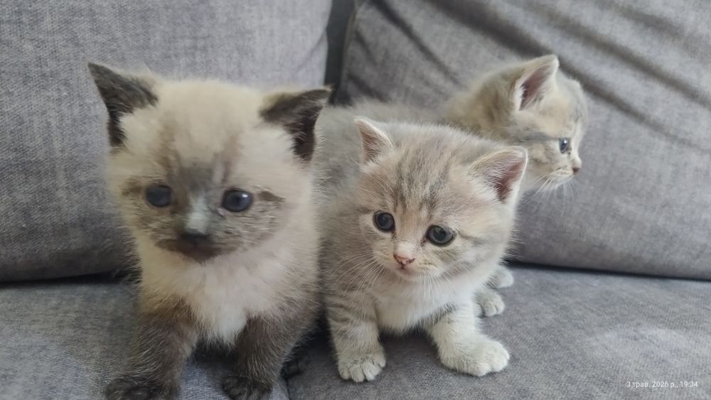 Кошенята метиси британські короткошерсті.