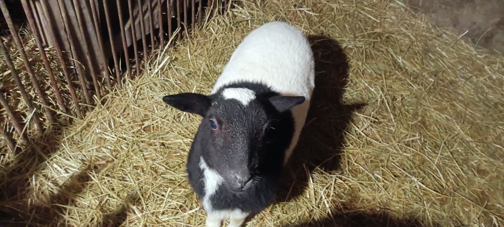 Продаю барашек дорпер