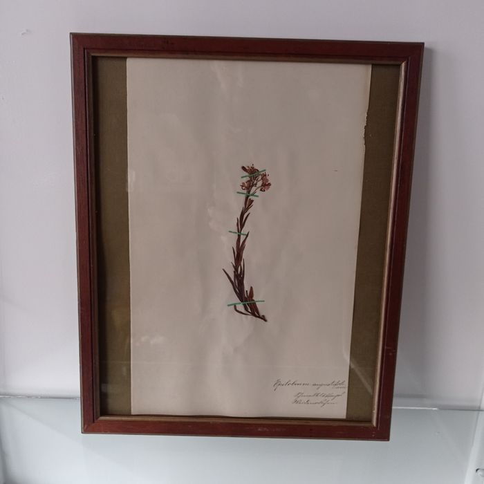 Herbarium secesyjne zielnik antyk