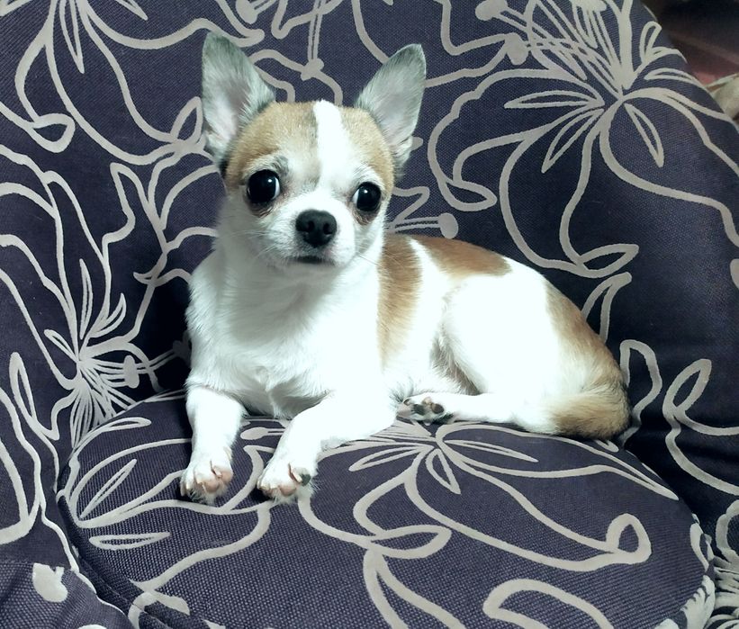 Кобель чихуахуа ищет невесту