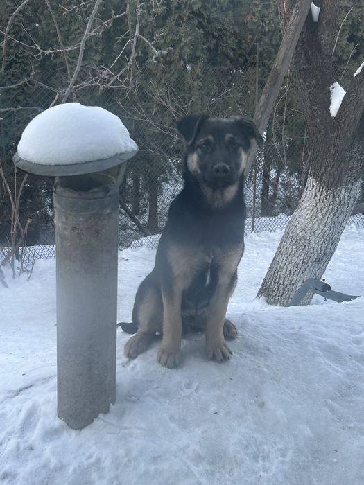Собачки шукають люблячу сімʼю