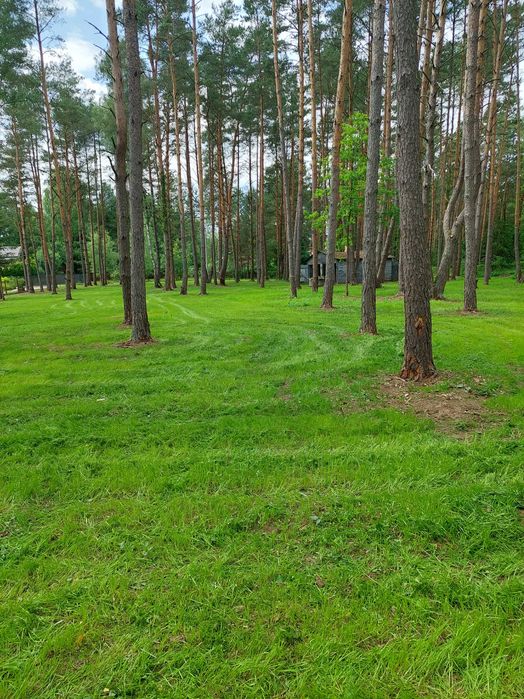 Mulczer leśny , czyszczenie działki, mulczowanie,  wgłębny