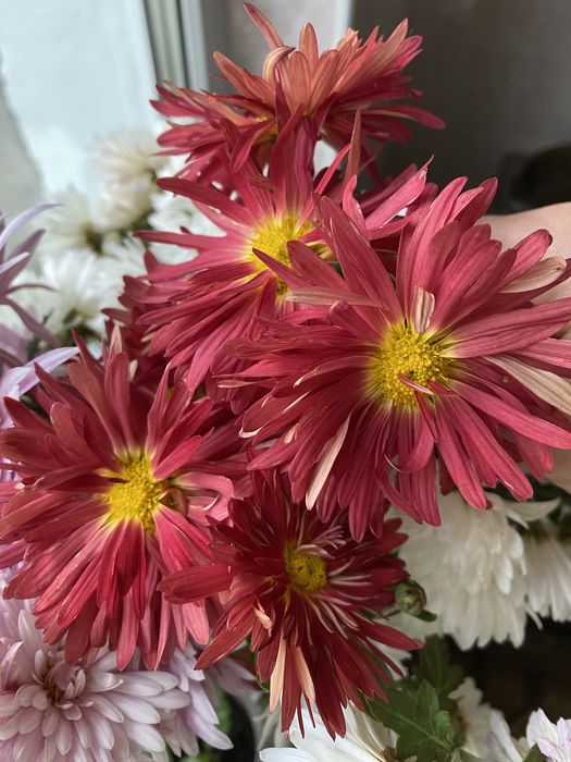 Цветы моего сада