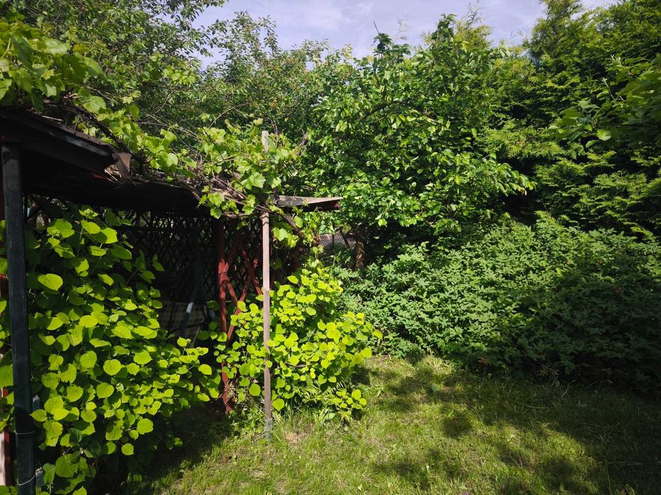 Działka ROD Kajki Olsztyn, Sad Owocowy
