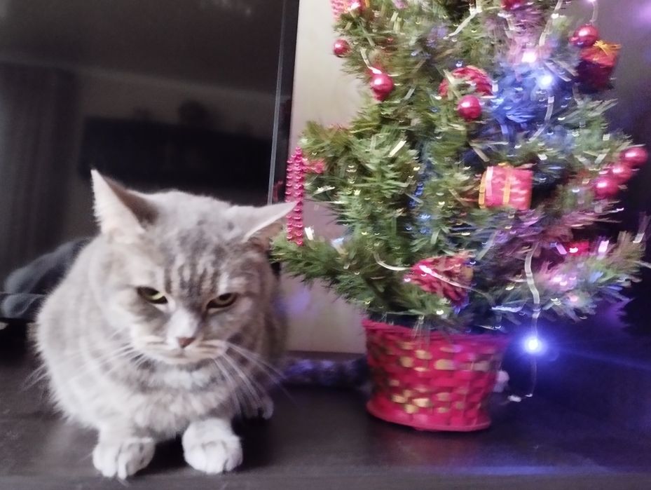 Кошечка шотландка прямоушка ищет котика вислоушку.