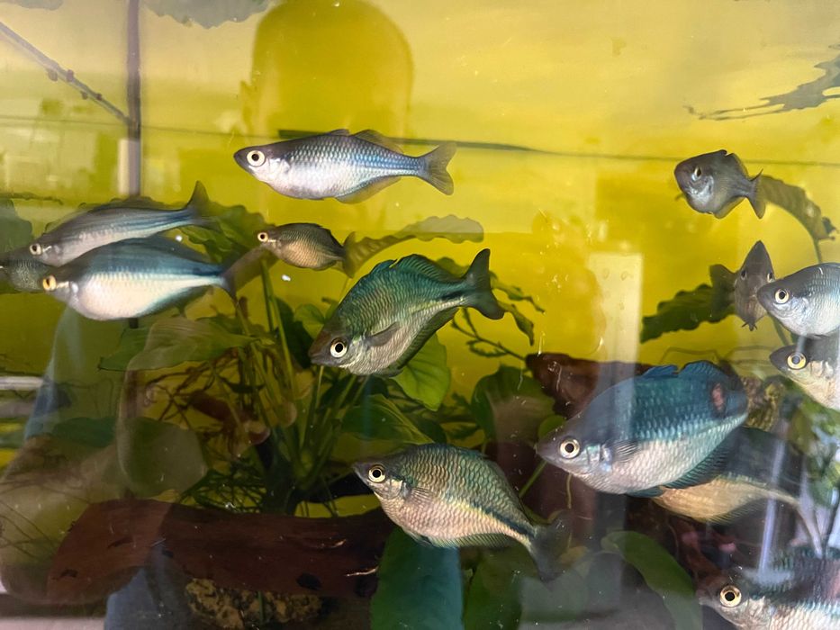 Tęczanki niebieskie (Melanotaenia lacustris)