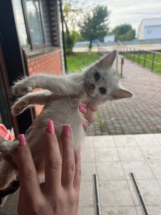 Віддам в добрі руки