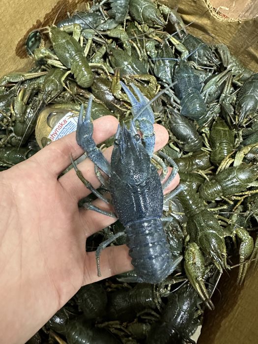 Живі та варені Раки в наявності.