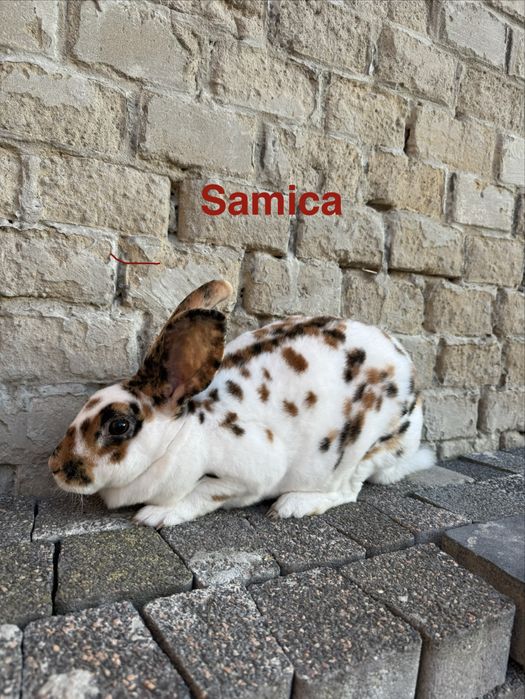 Króliki rex trójbarwny