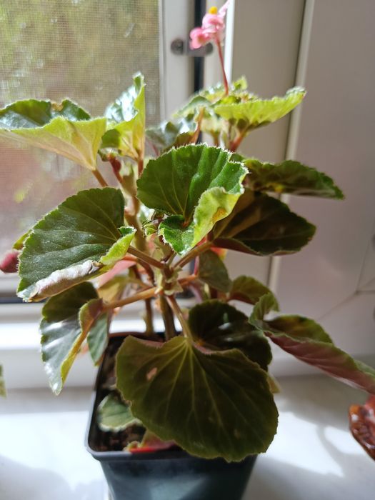 Продам кімнатні рослини недорого