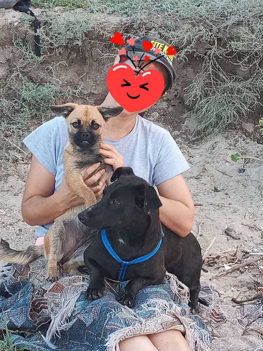 Отдам в добрые руки