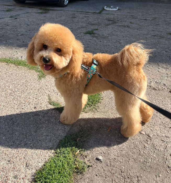 Bichpoo, Bichon Frise/Pudel TOY. SUCZKA, oboje rodzice FCI.
