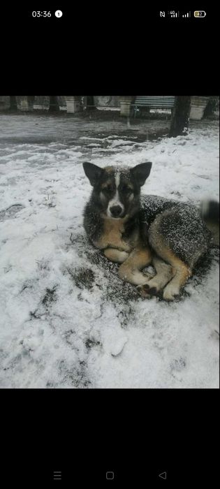 Песик в пошуках дому