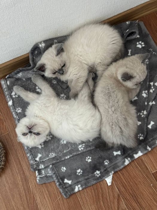 Шотландські кошенята