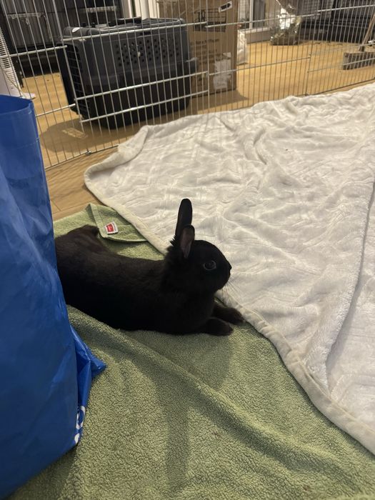 Królik do adopcji