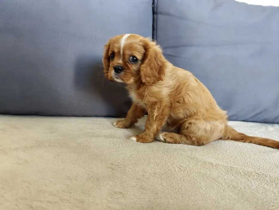 Cavalier king Charles