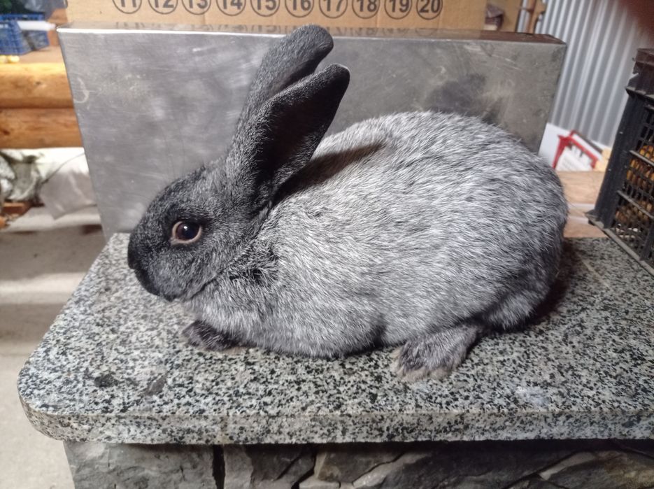 Кролі Полтавське срібло