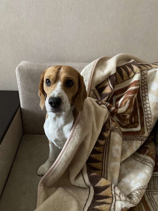 ЗООотель/ перетримка домашніх улюбленців "Як у себе вдома"