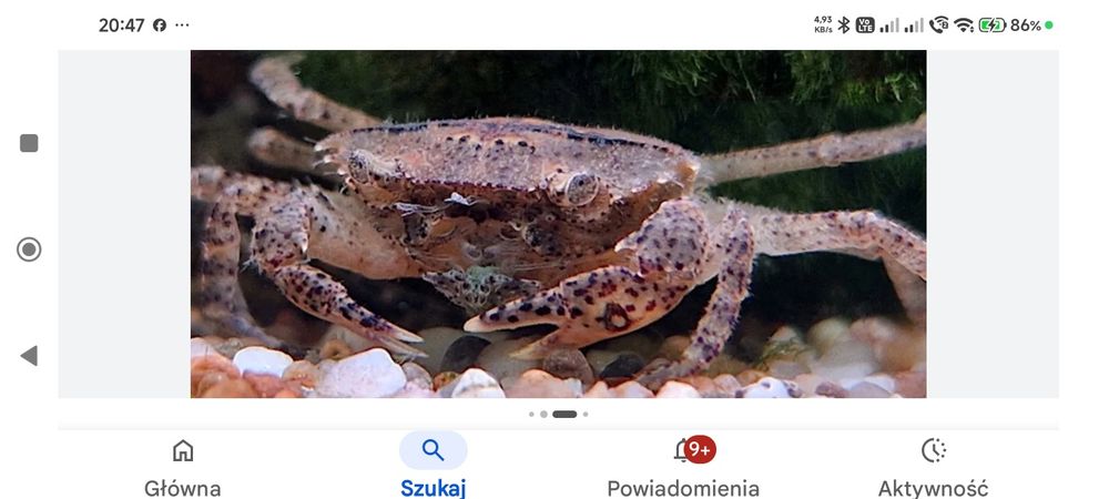 Do sprzedania krab mekhong