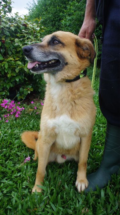 Kiko cao para adoção responsavel