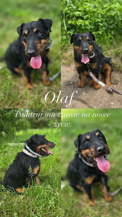 OLAF pies do adopcji