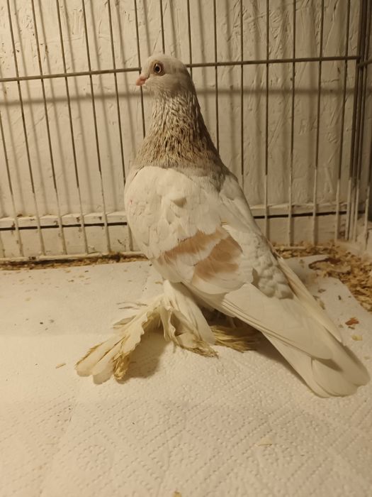 Gołąb. Blauwinder 25 .samczyk