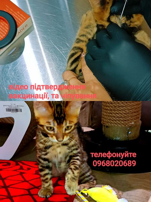 золота енергія, яка принесе радість у ваш дім!