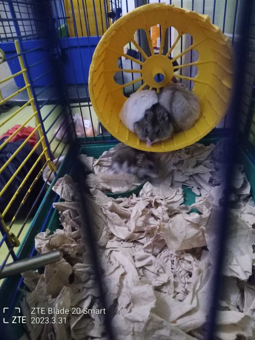 Джунгарики ето милые  хомячки