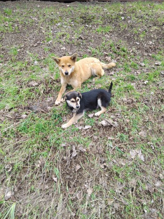 Щенок, вырастет небольшим, ищет дом.