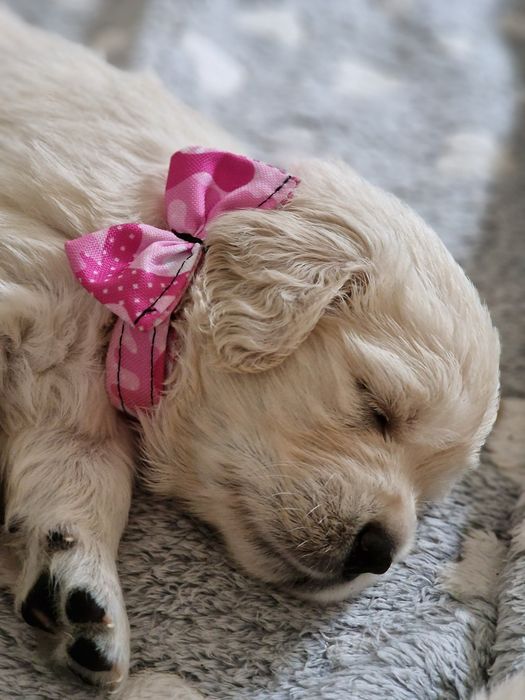 Golden Retriever szczeniak fci zkwp szkolenie gratis