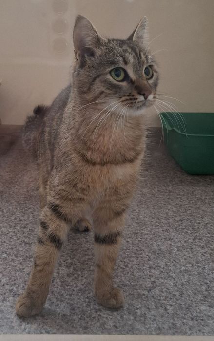 Отдам кошку лесного окраса, 10 месяцев, стерилизована