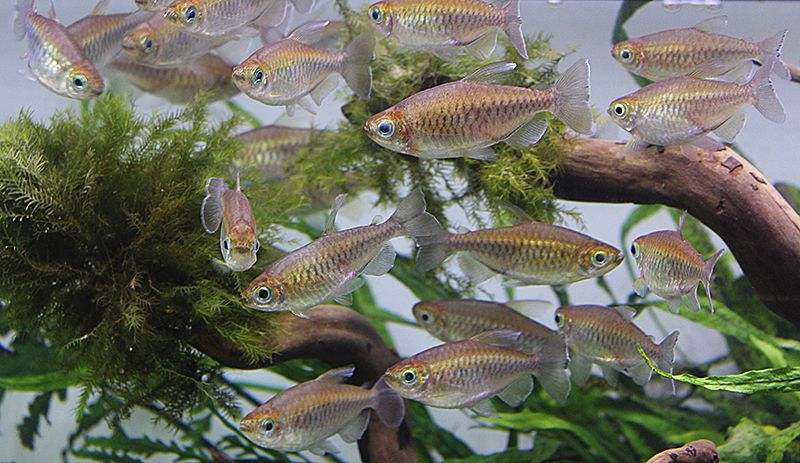 GB Świecik Kongijski