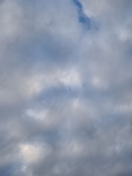 Sprzedam deresze lot gołębie
