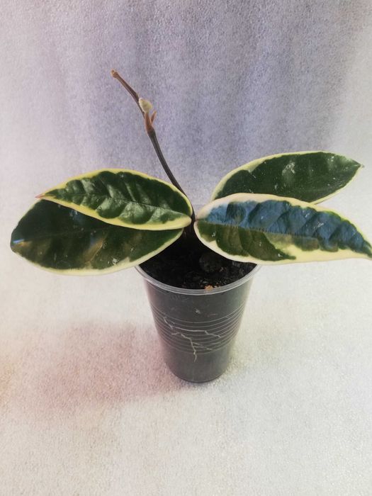 Hoya hoja krimson queen - ukorzeniona sadzonka