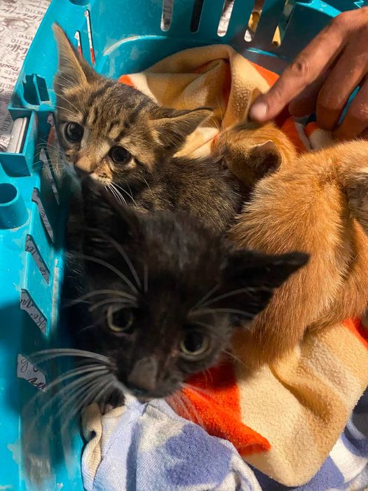 Gatos bebés para adopção