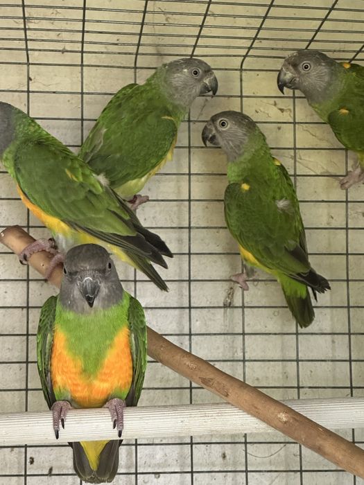 Papagaios do Senegal